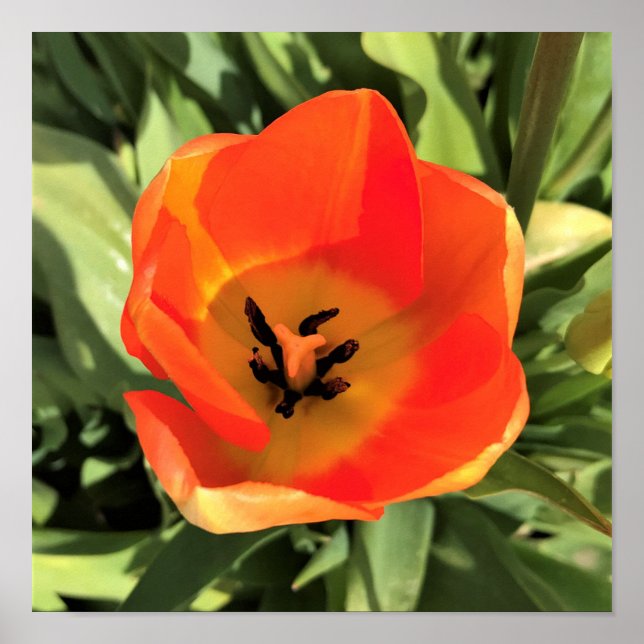 Affiche Intérieur de la tulipe orange (Devant)