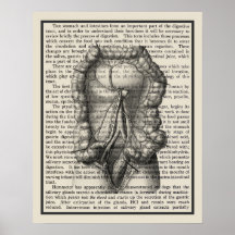 Intestins Anatomy Art Imprimer #8 Décor Médicale