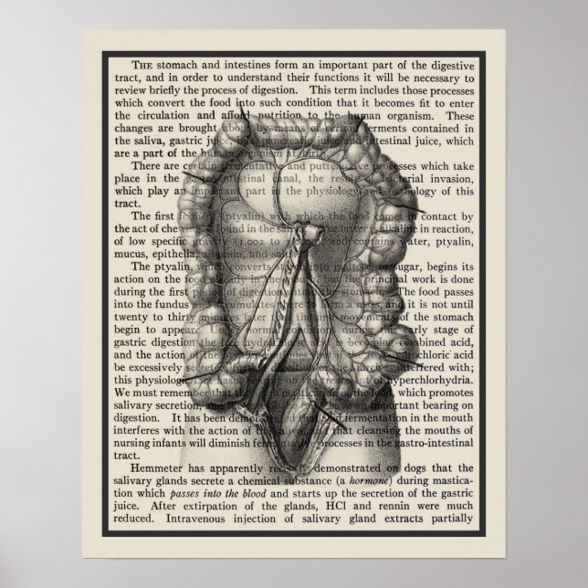 Affiche Intestins Anatomy Art Imprimer #8 Décor Médicale (Devant)