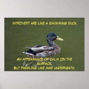 Affiche Introduire le canard