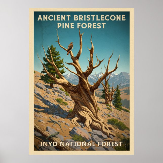 Affiche Inyo - Forêt de pins à Bristlecone antique V01 (Devant)