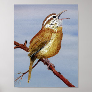 Affiche Irate Carolina Wren