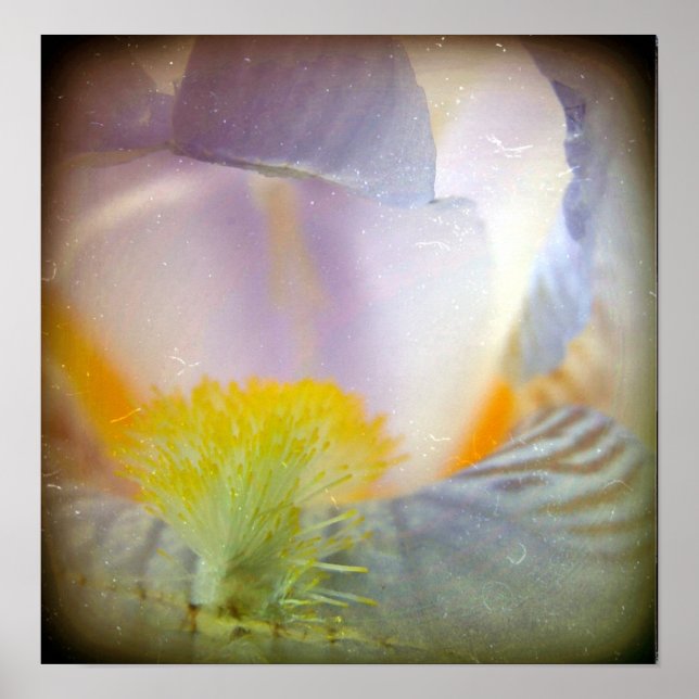 Affiche Iris (Devant)