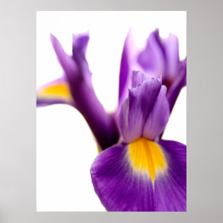 Affiche Iris