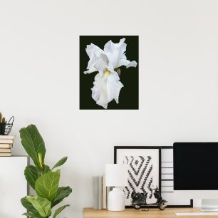 Affiche Iris à barbe blanche sur fond noir