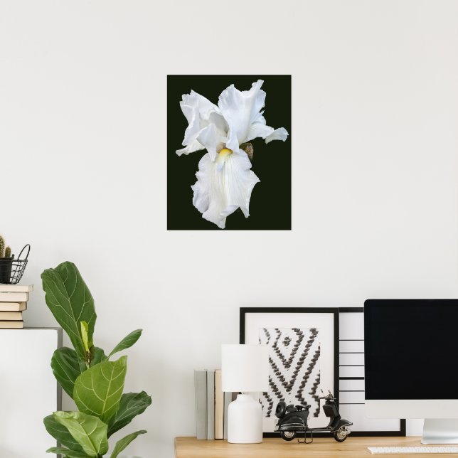 Affiche Iris à barbe blanche sur fond noir (Bureau à domicile)