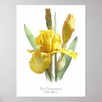 Iris à cordes jaunes Imprimer