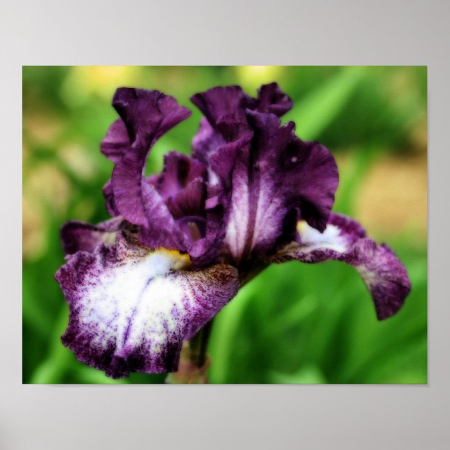 Affiche Iris À Pâtes Violettes Gros Plan Fleur Orton Art (Devant)
