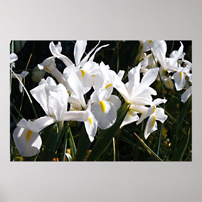 Affiche Iris à poils (Devant)