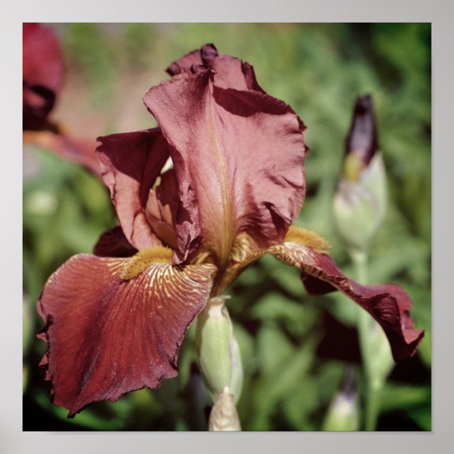 Affiche Iris barbu Root Beer au soleil (Devant)