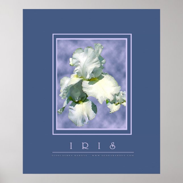 Affiche Iris blanc (Devant)