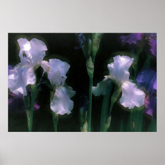Affiche Iris blancs en fleurs au clair de lune