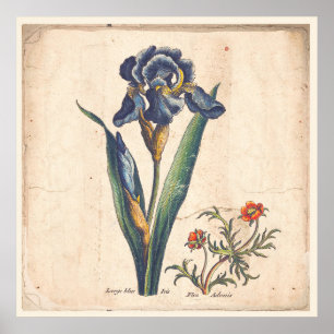 Affiche Iris Botanical Print Antique Illustration