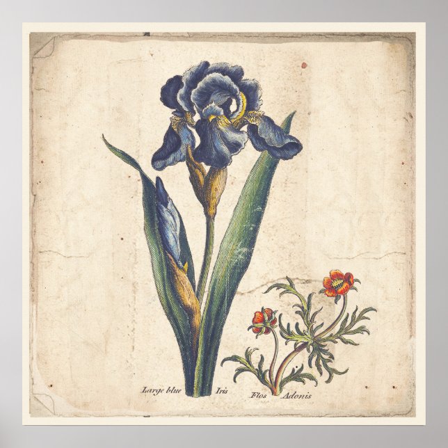 Affiche Iris Botanical Print Antique Illustration (Devant)