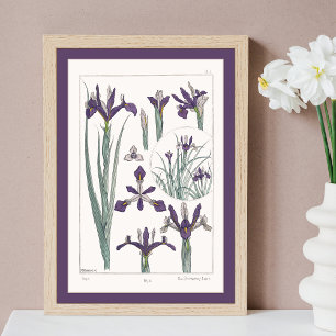 Affiche Iris Botanique Verneuil