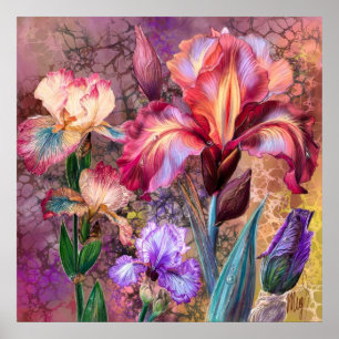 Affiche Iris Colorés