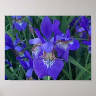 Affiche Iris en bois