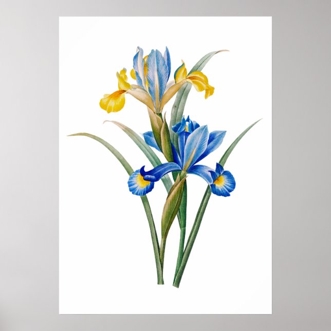 Affiche Iris espagnol par Pierre-Joseph Redouté (Devant)