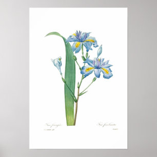 Affiche Iris fimbriata