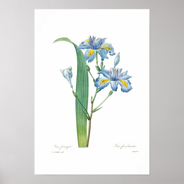 Affiche Iris fimbriata (Devant)