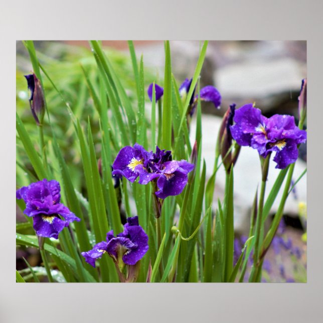 Affiche Iris Flower Photo (Devant)