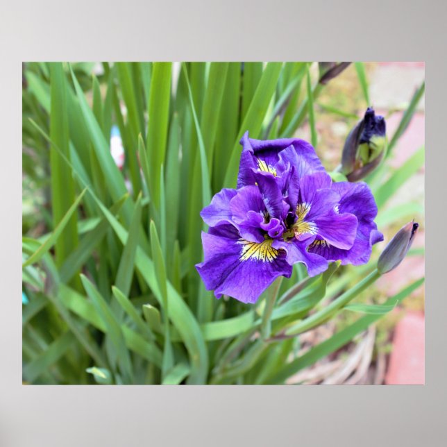 Affiche Iris Flower Photo (Devant)
