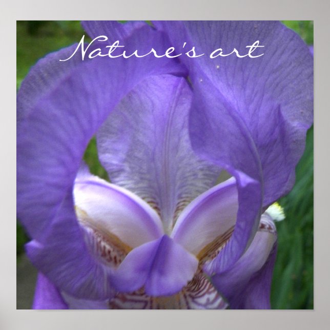 Affiche Iris Flower Photographie (Devant)