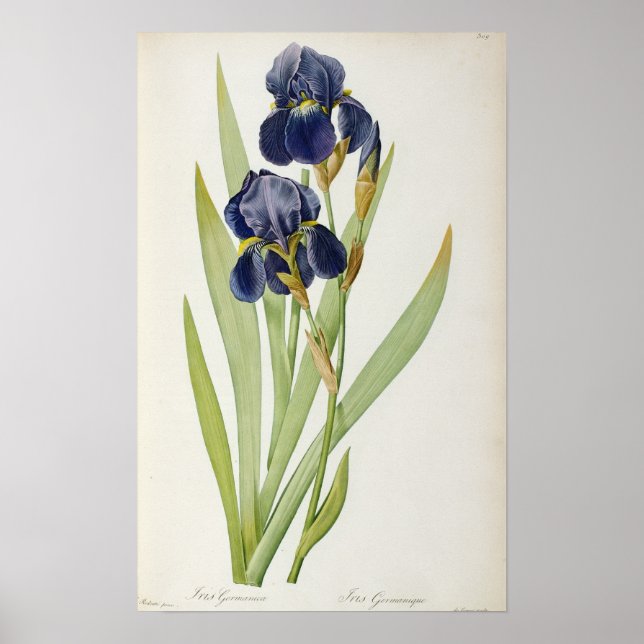 Affiche Iris Germanica, de "Les Liliacées", 1805 (Devant)