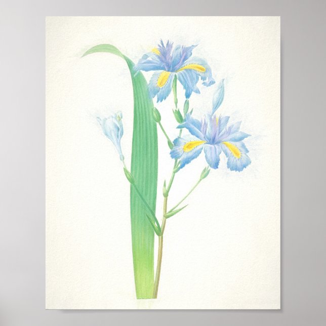 Affiche Iris Japonica (Devant)