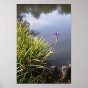 Affiche Iris, jardins japonais