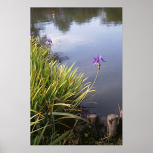 Affiche Iris, jardins japonais