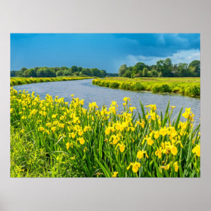 Affiche Iris jaunes inspirant le symbole Fleur de Lis.