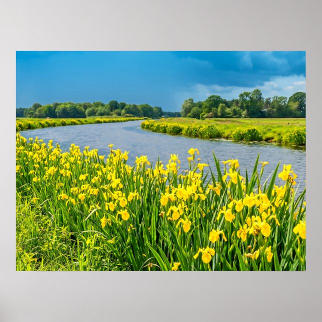 Affiche Iris jaunes inspirant le symbole Fleur de Lis. (Devant)
