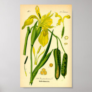 Affiche Iris jaunes (Iris pseudacorus) Imprimer