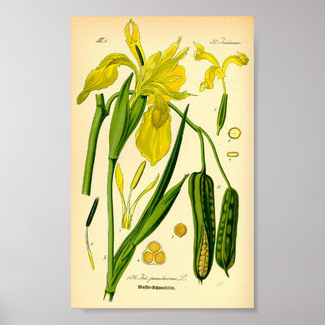 Affiche Iris jaunes (Iris pseudacorus) Imprimer (Devant)