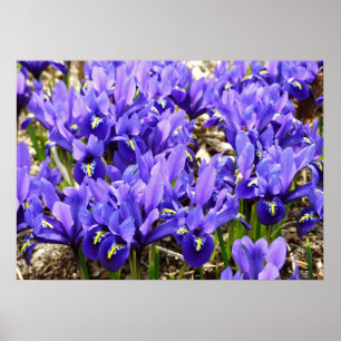 Affiche Iris Katherine Hodgkin Violet Floral de Printemps