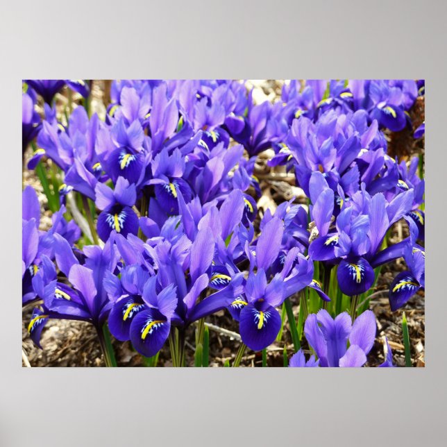 Affiche Iris Katherine Hodgkin Violet Floral de Printemps (Devant)