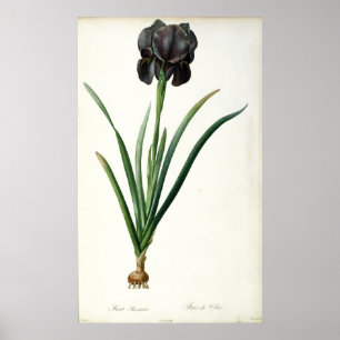 Affiche Iris Luxiana, de "Les Liliacees", 1805