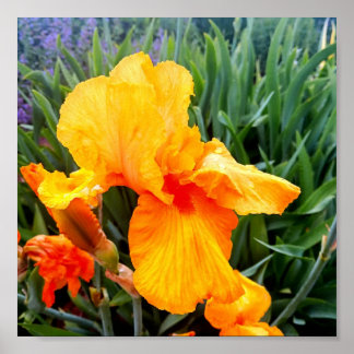 Affiche Iris Orange