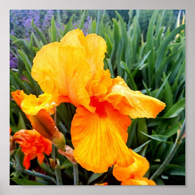 Affiche Iris Orange (Devant)