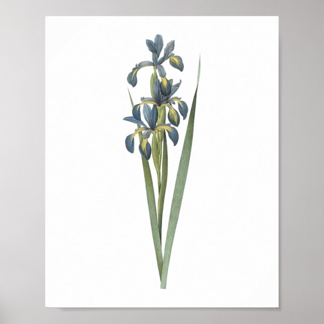 Affiche iris papillon (Iris spuria) par Redouté (Devant)