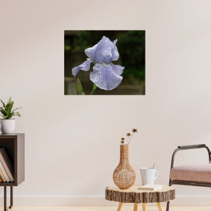 Affiche Iris Pervenche avec Gouttes de Pluie