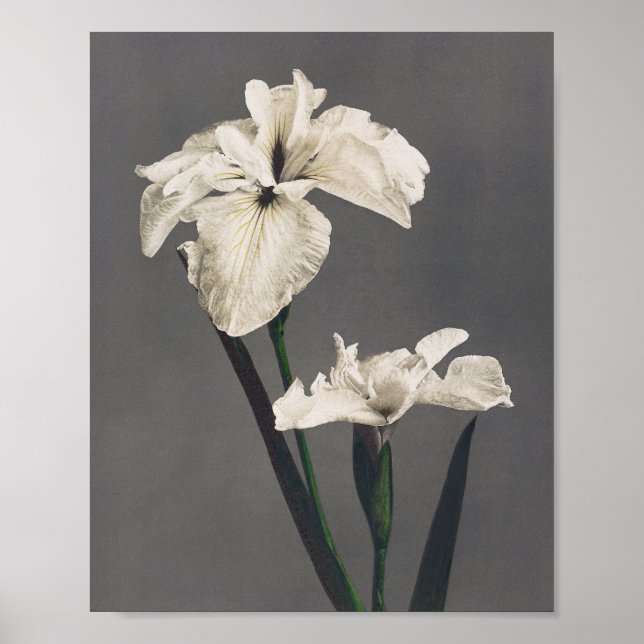 Affiche Iris - photo couleur - Japon (Devant)