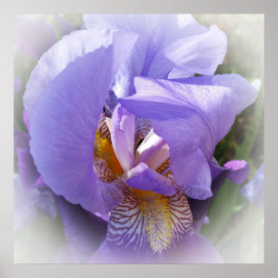 Affiche iris pourpre