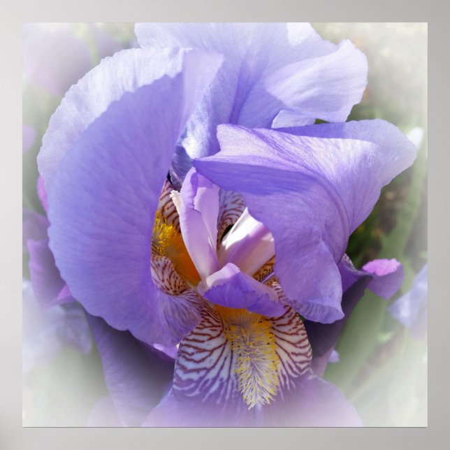 Affiche iris pourpre (Devant)