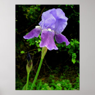 Affiche Iris pourpre