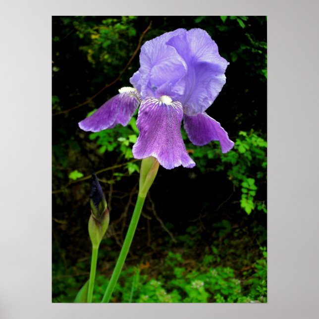 Affiche Iris pourpre (Devant)