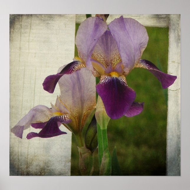 Affiche Iris pourpre (Devant)