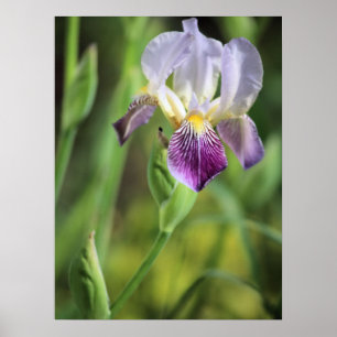 Affiche Iris pourpre dans le soleil