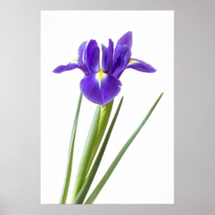 Affiche Iris pourpre sur l'affiche blanche